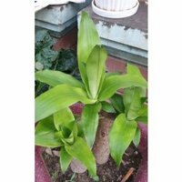 3 cây thân gỗ thiết mộc lan giống thân to