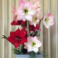 3 củ lan huệ hồng đào và đỏ nhung
