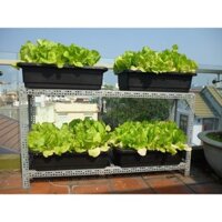 3 Khay trồng rau thông minh 68 x 43 x cao 19cm