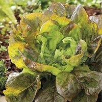 3 Túi Hạt Giống Xà Lách Nhập Khẩu Minigarden Lettuce "Maravilla De Verano" (Túi từ 1.500 - 2.100 hạt) Tỷ lệ nảy mầm cao
