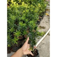 30 cây vạn niên tùng