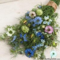 30h Hạt Giống Hoa Kim Cương - Tình Yêu Trong Sương (Nigella damascena)