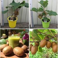 30hạt kiwi - quả dương đào, quả lý gai
