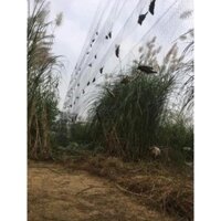 30m lưới tàng hình tổng hợp