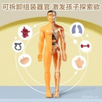 3D mô hình giải phẫu người, bộ phận cơ quan, bộ xương, lắp ráp có thể tháo rời, giải phẫu sinh học, cơ thể y tế, đồ chơi cho trẻ em