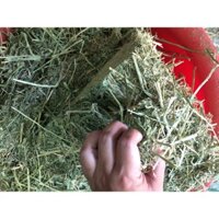 3kg cỏ Afalfa Khô (Cỏ Linh Lăng) Thơm ngon bổ dưỡng - Ula Pets