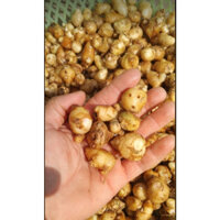 3kg củ địa liền tươi