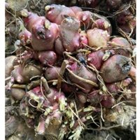 3Kg-Củ Giống Sâm Đất Ú Nu đã mọc mầm