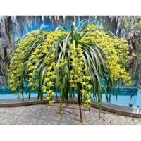 3kg địa lan trần mộng ( chat với shop trước khi đặt hàng để được hỗ trợ vận chuyển)