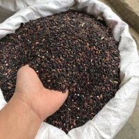 3kg gạo nếp cẩm gạo tím than