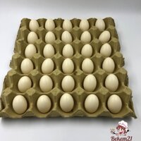 40 Trứng gà nhựa, mồi cho mái đẻ  40TRG-H (trứng cỡ trung)