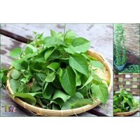 40.HẠT Hạt Giống Lá Giang (| B44*W50)
