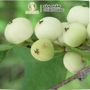 49 Cây Cơm Nguội