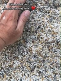 4Kg Sỏi lọc nước trải nền hồ cá đẹp, sỏi suối đá cuội tự nhiên đẹp, sỏi đá trang trí, trồng sen đá trang trí hồ Biotop