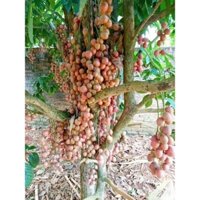 5 cây dâu da đất màu đỏ