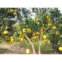 5 cây giống bưởi Diễn F1 chính hiệu