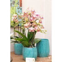 5 CÂY GIỐNG HOA LAN HỒ ĐIỆP