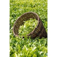 5 Cây Trà Xanh lấy lá