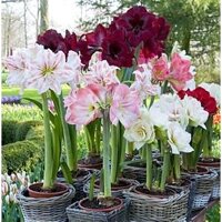 5 CỦ HOA LAN HUỆ MIX MÀU
