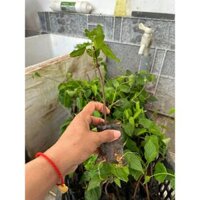 5 giống hoa thiên lý siêu hoa F1-Cây có bầu đất