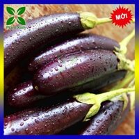 5 Gói Hạt Giống Cà Nâu Cơm Xanh TN 78A Trang Nông cà tím lai Eggplant gói 1gram hat giong ca tim hat giong ca nau com xanh