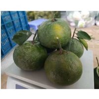 5 KG Cam sành ngọt ngon nhiều nước giúp tăng sức đề kháng cơ thể [CHỈ GIAO TPHCM]