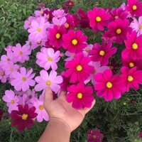 5 lạng hạt giống hoa cúc cánh bươm nhiều màu