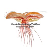 5 NHÁNH BÈO RỄ ĐỎ/ DIỆP HẠ CHÂU - CÂY THỦY SINH