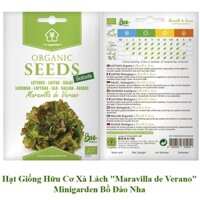 5 Túi Hạt Giống Hữu Cơ Xà Lách 100% Orgnic Nhập Khẩu Bồ Đào Nha Minigarden Lettuce "Maravilla De Verano"