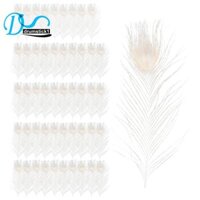 50 CÁI / Lông vũ trắng tự nhiên trong mắt, 10 đến 12 inch trang trí đám cưới