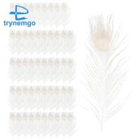 50 CÁI / Lông vũ trắng tự nhiên trong mắt, 10 đến 12 inch trang trí đám cưới