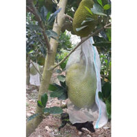 50 Cái Túi Bao Bọc Mít Thái,Chùm Trái Cây Lưới Cước Thái 50*70cm- TÚI BAO,BỌC TRÁI CÂY