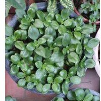 50 cây sống đời ta màu đỏ