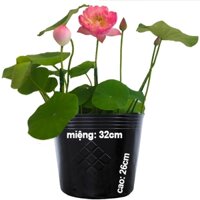 50 Chậu nhựa PE dẻo vĩ hiền, trồng hoa sen.súng.nuôi cá. C12 miệng,cao 32x26cm-77301