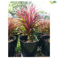 50 Chậu ươm cây, trồng cây C9, chậu nhựa trồng cây