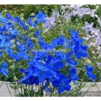 50 HẠT Hạt Giống Hoa Phi Yến Trồng Chậu Tg277 Deep Blue (KD)