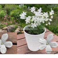 50 HẠT Hạt Giống Hoa Phi Yến Trồng Chậu TG277 White (KD)