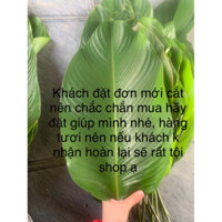 50 LÁ DONG to vừa nhà trồng gói bánh chưng, bánh giò, bánh tét khách đặt mới hái