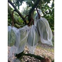 50 Túi 50x70 Lưới Mùng Bọc Mít