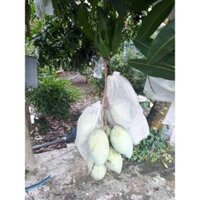 500 cái túi vải bao xoài cát, mận, na thái 18x24cm - chống sâu ruồi vàng đục quả chính hãng Hoa Mai