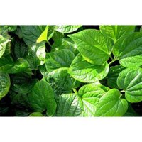 500 gam lá lốt phơi khô