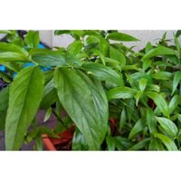 500 gam xương khỉ - bìm bịp khô