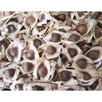 500 gram hạt chùm ngây (tỷ lệ nảy mầm cao)