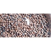 500 GRAM  hạt GIỐNG CÂY BÔNG gòn. [ FREEshIP EXTRA + ]
