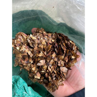 500 gram Hạt GiốnG CÂY Lát Hoa. [ FREEshIP EXTRA + ] [ GHN)