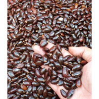 500 GRAM Hạt giống CÂY Mãng Cầu Gai, MÃNG CẦU XIÊM THÁI LAN. [ FREESHIP EXTRA + ] [ GHN)