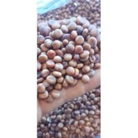 500 GRAM hạt giống CÂY Muồng Hoa Đào. [ MỚI ]