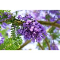 500 gram HẠT GIỐNG CÂY PHƯỢNG TÍM [ HẠT GIỐNG ĐẸP tuyển chọn tỷ lệ nảy mầm cao ] .( [ frEEship Extra + hoàn xu Extra + ]