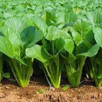 500 GRAM HẠT GIỐNG RAU CẢI NGỌT