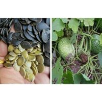 500g - 1kg hạt bí mèo đen loại sống